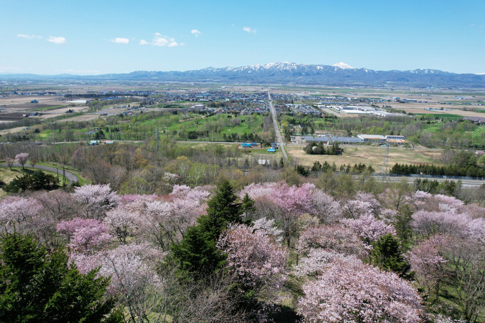 ゴールデンウイークは桜の名所「にわ山森林自然公園」へ！（北海道